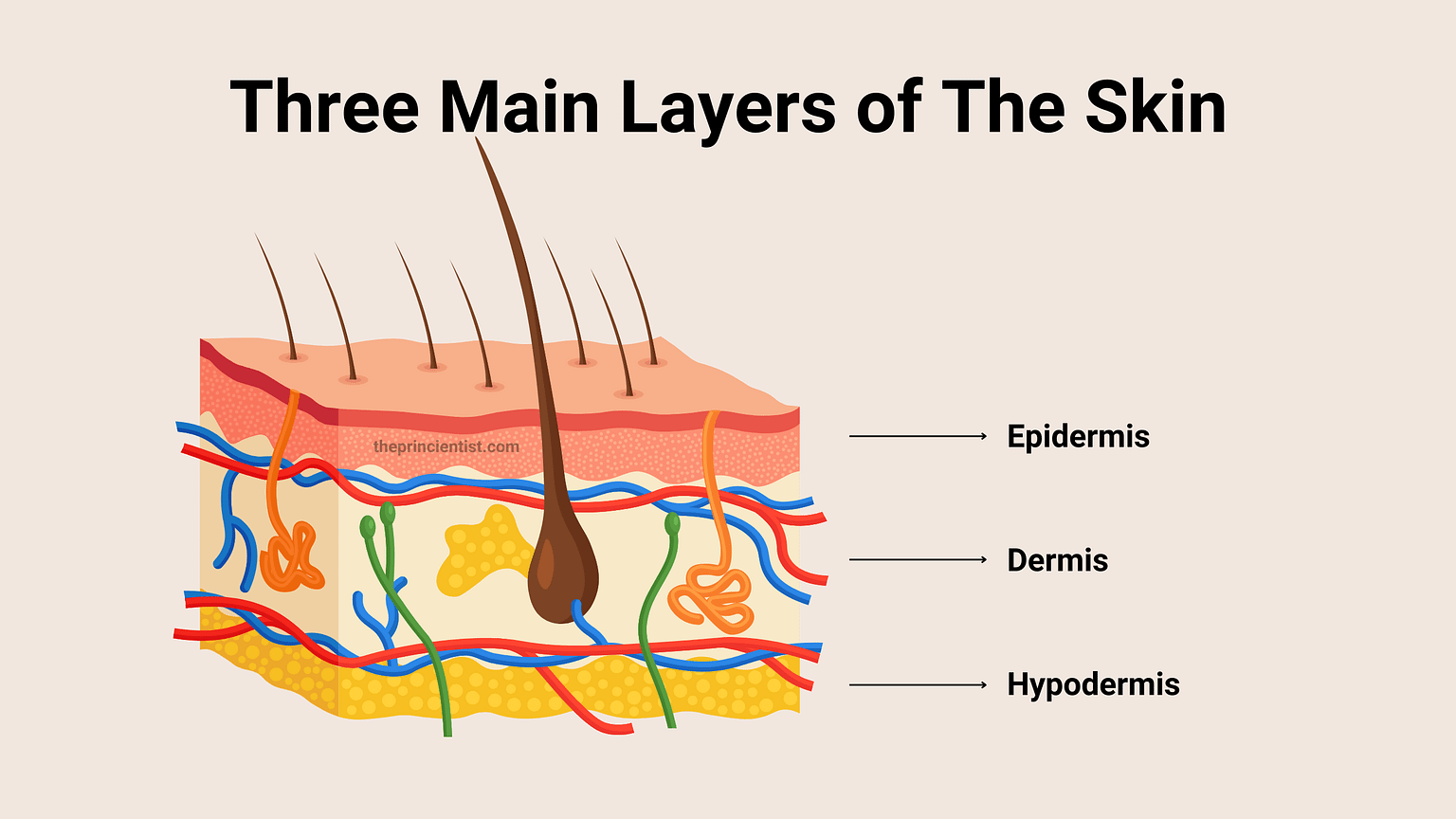 What Is Skin All You Need To Know The Princientist