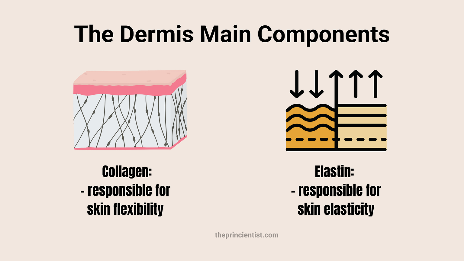 What is Skin? All You Need To Know - The Princientist