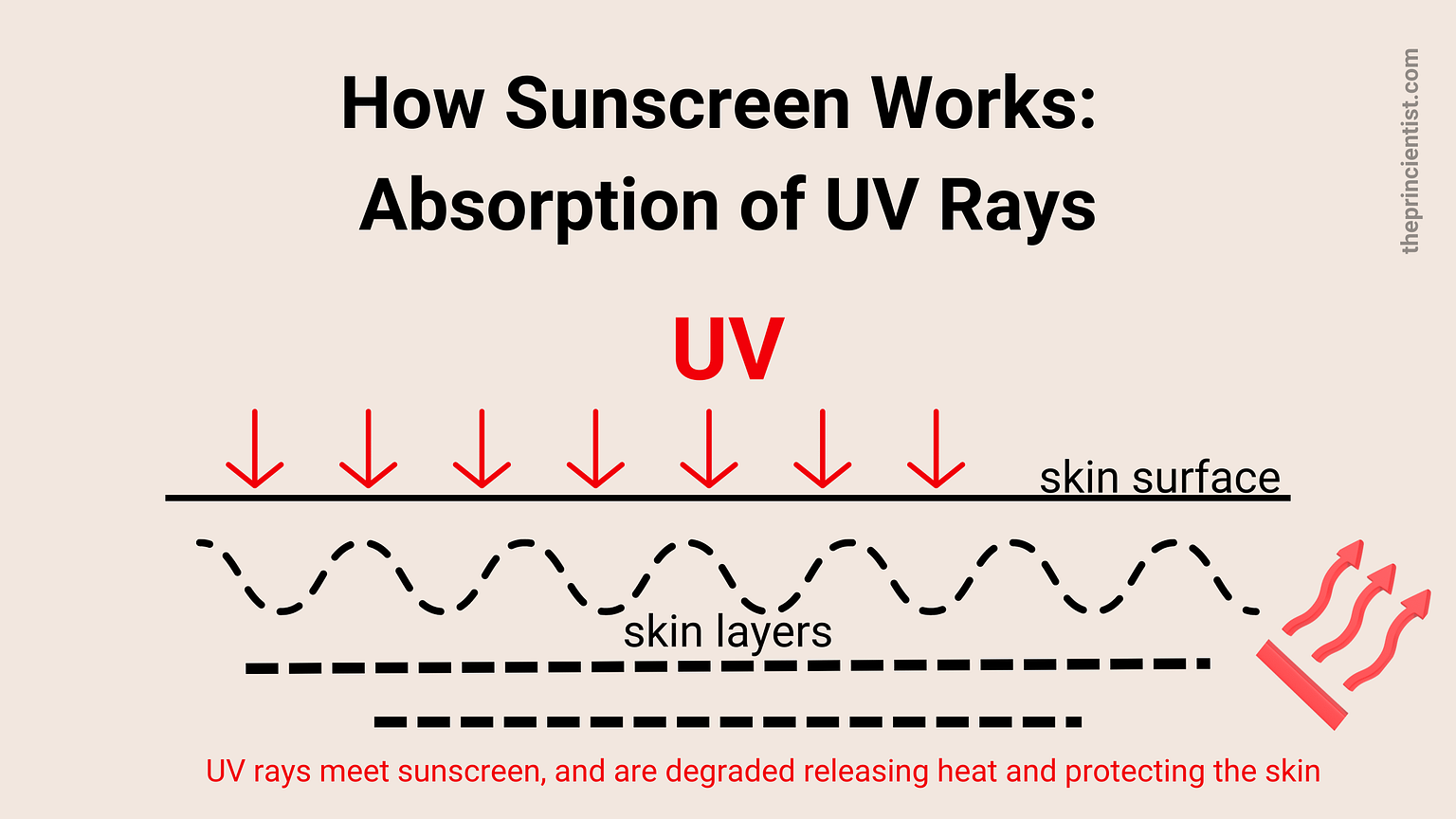 What is Sunscreen & Why You Need It For Healthy Skin The Princientist