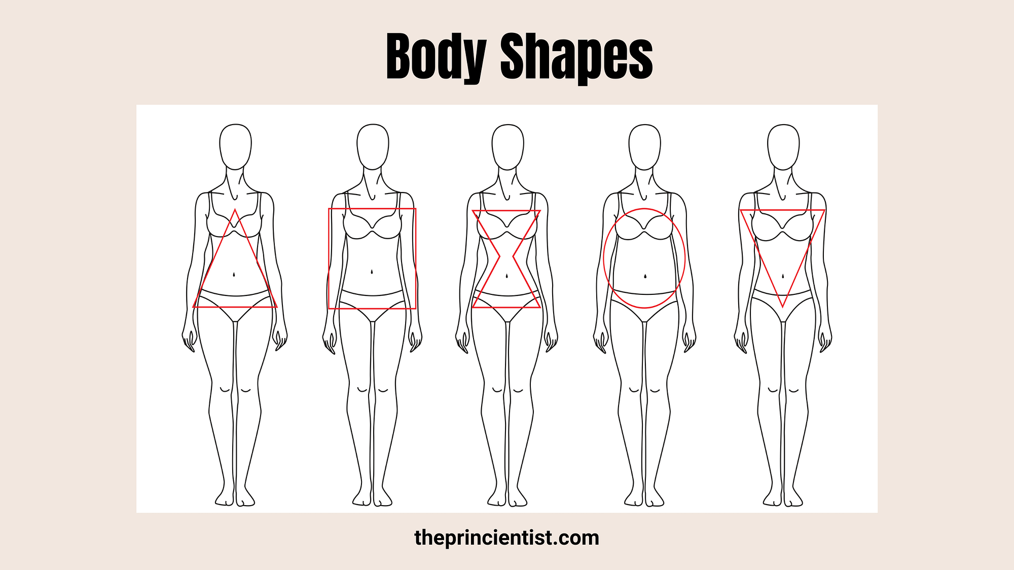 Body Shapes Explained Everything You Need To Know The Princientist